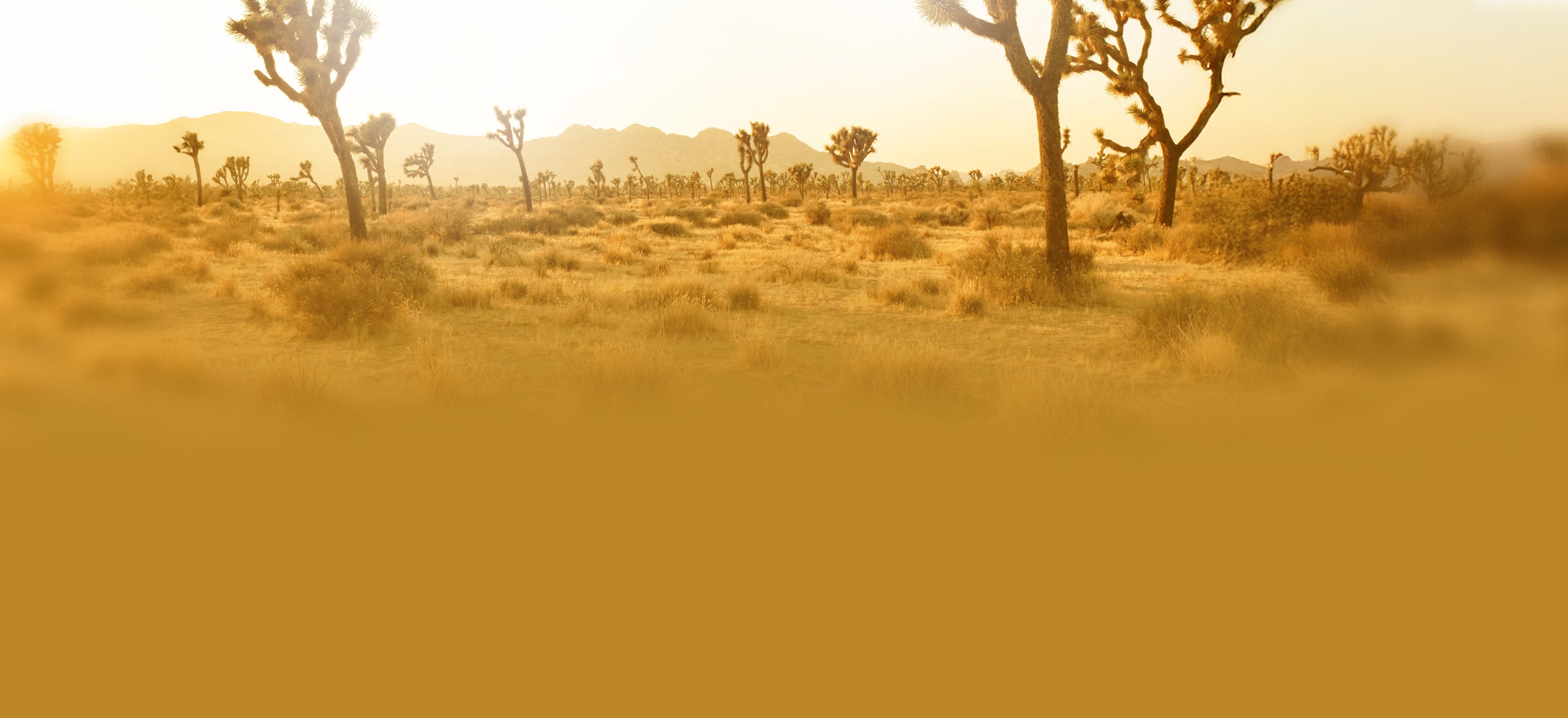 Storyteller Overland Desert Graphic Element