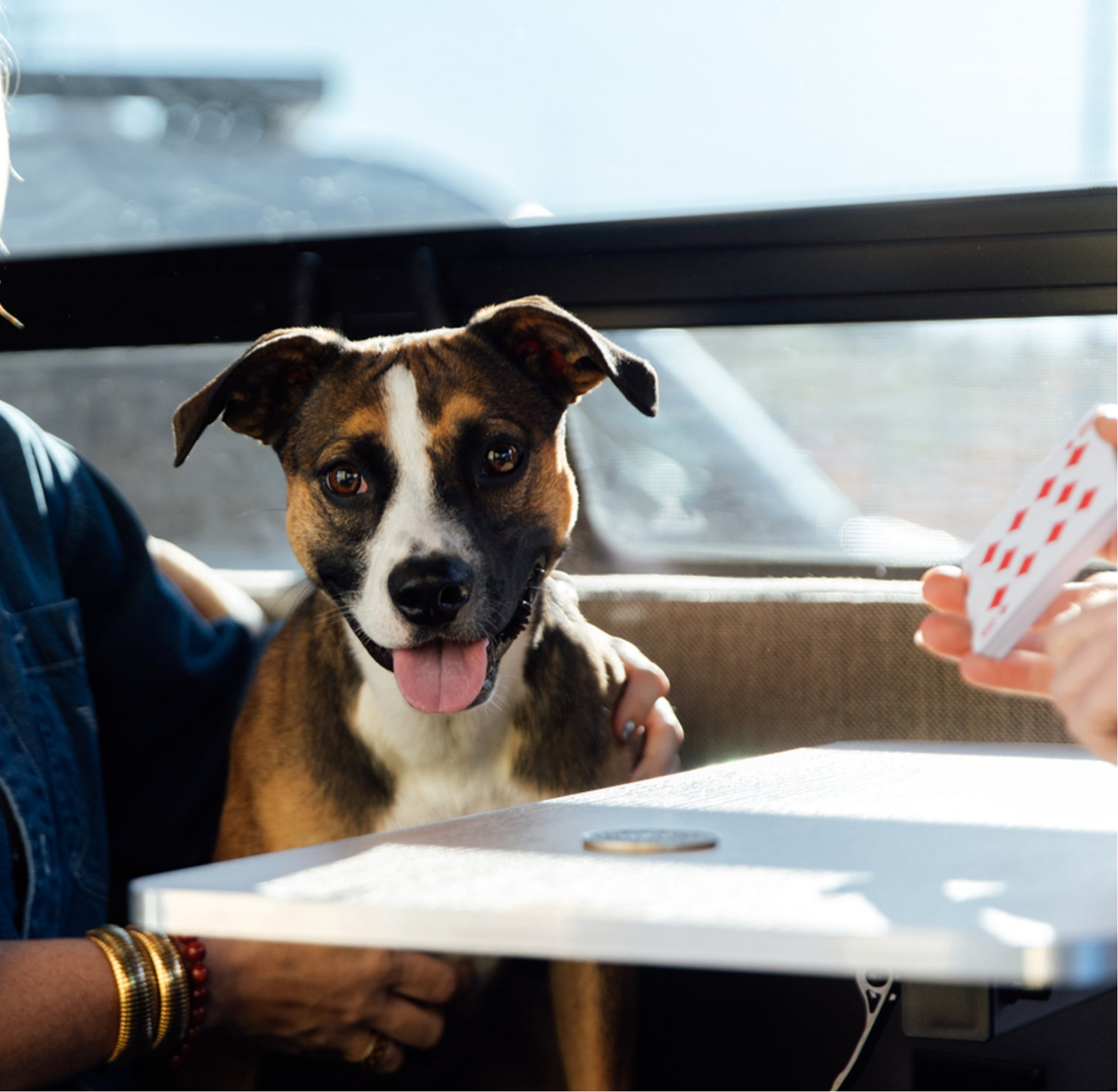 Dog and girl playing cards in a camper van, adventure van, van life, road trip setting