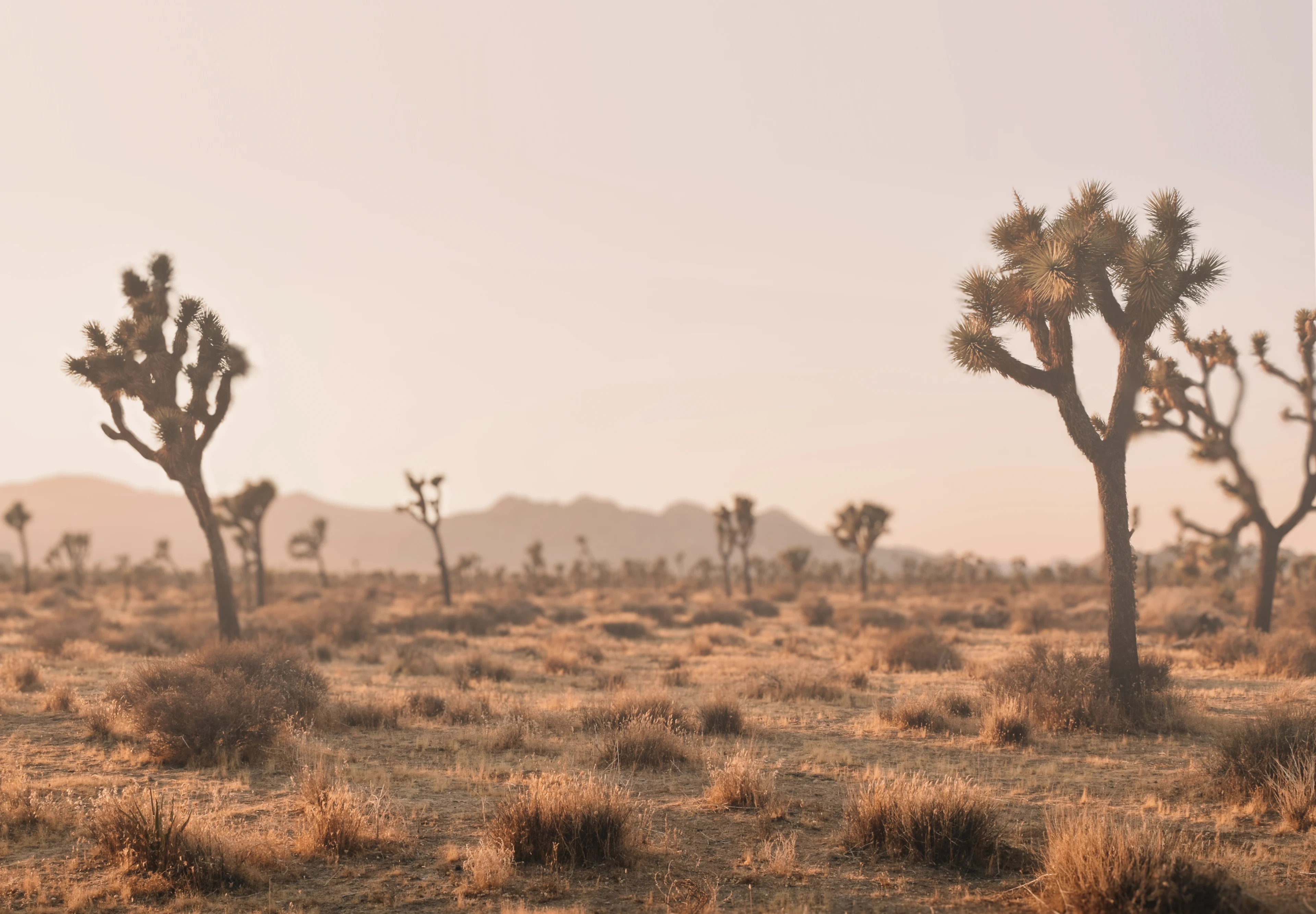 Joshua Tree desert landscape at sunset, ideal for Vanlife, Overland, Class B RV, road trip adventure.